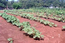 899181-Okra.jpg