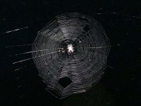 web.jpg web.jpg