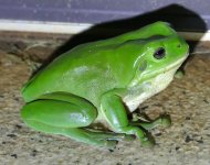 frog 180122.jpg frog 180122.jpg