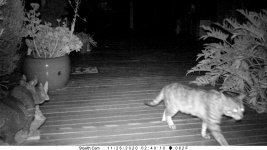 Stealthcam shot.jpg