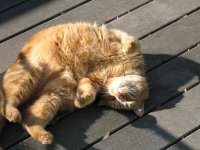 900057-IMG_0087.JPG