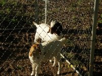 TBN Goats and Goat Pen Pics2.JPG