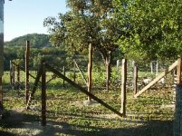 TBN Goats and Goat Pen Pics4.JPG