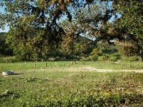 TBN Food Plot Pics2.JPG