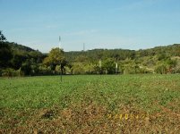 TBN Food Plot Pics4.JPG