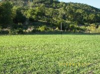 TBN Food Plot Pics5.JPG