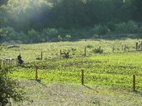 TBN Food Plot Pics6.JPG