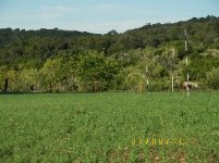 TBN Food Plot Pics12.JPG