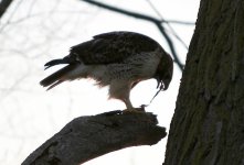 901277-Hawka.jpg