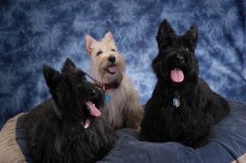 901549-3 Scotties.jpg