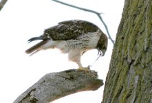 901751-hawk.jpg