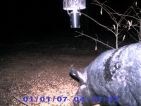 Over the shoulder pic of hog..jpg