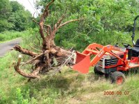Stump2 (648 x 486).jpg