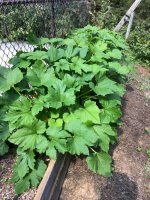 Squash in bed 2021.jpg