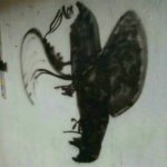 boy-bat.jpg