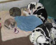 cats & danes.JPG