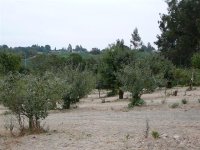 P40375r OrchardSeptember.jpg