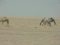Resized_Kuwaiti Camels.jpg