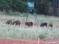 Hogs 007 (Small).jpg