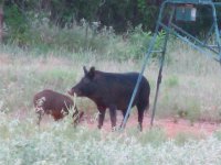 Hogs 004 (Small).jpg
