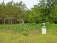 903827-Corn060306post.jpg