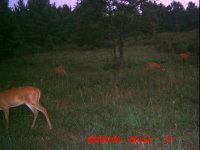 DeerCam 009.jpg