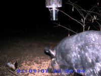 Game Cam 168 (Small).jpg