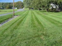 gator grass (528 x 396).jpg