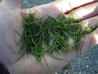 gator clippings (528 x 396).jpg