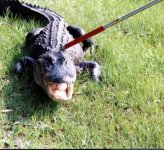 Trapped Gator.jpg
