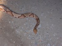 Copperhead in our driveway..JPG