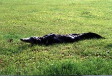 Taped Gator.jpg