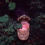 GatorMouth.jpg