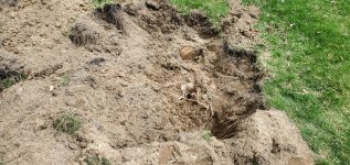 stump_1_hole_8_inch_root.jpg