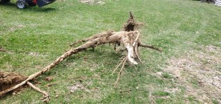 stump_2_10ftroot_4_inch_diameter.jpg