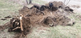 stump_4_rootball_pita.jpg