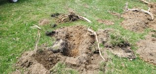 stump_3_small_backhoe_pulled.jpg