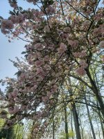 Cherry20220430_155729.jpg