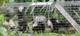 Skunks4.jpg