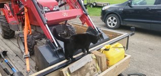 cat_tiller_2.jpg