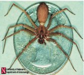 brown_recluse1.jpg