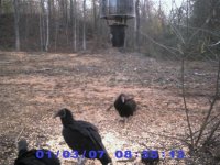 Vultures.jpg