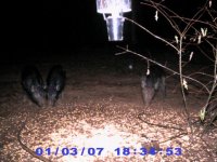 Three hogs eating.jpg
