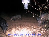 Three hogs spread out.jpg