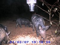 Four Hogs.jpg