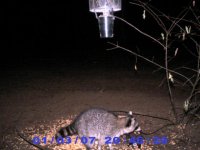 Racoon.jpg