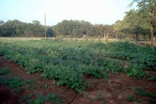906239-PeasOkra.jpg
