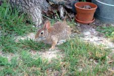 906250-BunnyWabbit.jpg