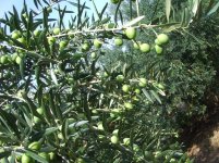 OlivesOnTrees_Plenty 012.jpg