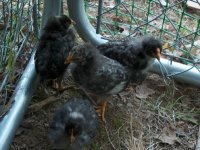 baby chicks 1.jpg